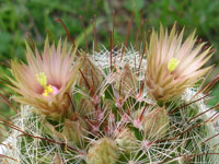 Mammillaria barbata