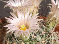 Mammillaria barbata