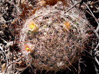 Mammillaria barbata