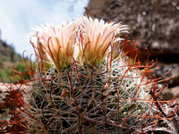 Mammillaria barbata