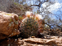 Mammillaria barbata