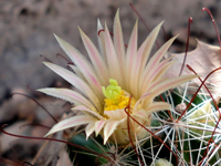 Mammillaria barbata