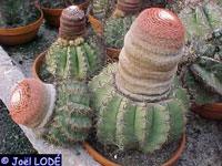 Melocactus bellavistensis