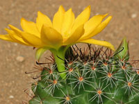 Mammillaria beneckei