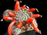 Mammillaria beneckei