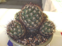 Mammillaria blossfeldiana