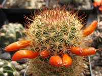 Mammillaria blossfeldiana