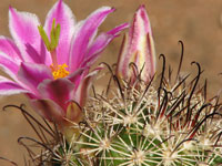 Mammillaria blossfeldiana