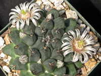 Mammillaria boelderliana