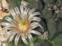 Mammillaria boelderliana