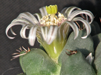 Mammillaria boelderliana