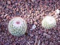 Mammillaria bombycina