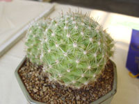 Mammillaria boolii