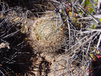 Mammillaria brandegeei