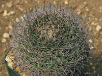 Mammillaria brandegeei