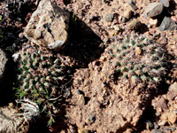 Mammillaria brandegeei