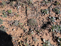 Mammillaria brandegeei