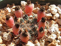 Mammillaria brandegeei