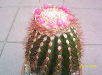 Melocactus broadwayi