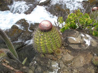 Melocactus broadwayi