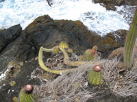 Melocactus broadwayi