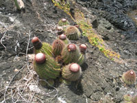 Melocactus broadwayi