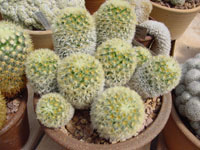 Mammillaria carmenae