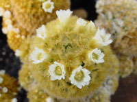 Mammillaria carmenae