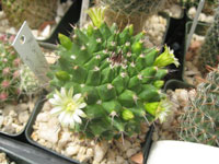 Mammillaria carnea