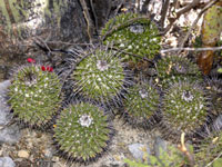 Mammillaria carnea