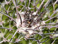 Mammillaria carnea