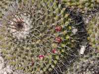 Mammillaria carnea