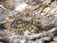 Mammillaria carnea