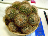 Mammillaria carretii