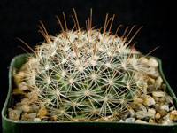 Mammillaria carretii