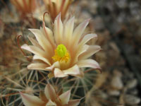 Mammillaria carretii