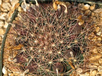 Mammillaria carretii