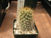 Mammillaria cerralboa