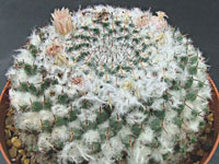 Mammillaria chionocephala