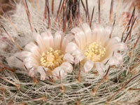 Mammillaria chionocephala