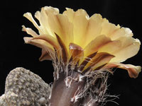 Maihueniopsis clavarioides