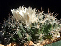 Mammillaria coahuilensis