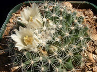 Mammillaria coahuilensis