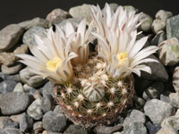 Mammillaria coahuilensis