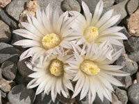 Mammillaria coahuilensis