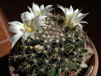 Mammillaria coahuilensis