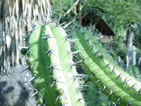 Myrtillocactus cochal