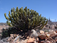 Myrtillocactus cochal