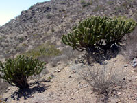 Myrtillocactus cochal