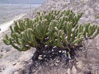 Myrtillocactus cochal